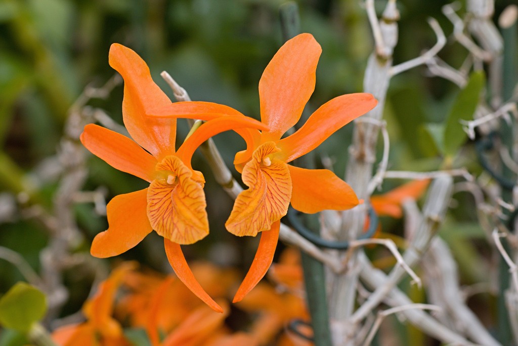 orchideeën orchidee orchideeen hdr bloem Orchidaceae natuur flora bloemen orchis sierbloem sierplant phalaenopsis orchidaceae